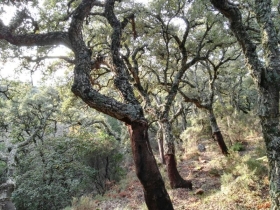 Parque Natural de los Alcornocales